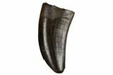 Serrated Tyrannosaur Tooth - Judith River Formation #184601-1